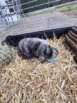 Zakrslý Králíci - 3