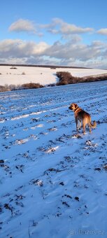 Pastevecký pes - kříženec - 3