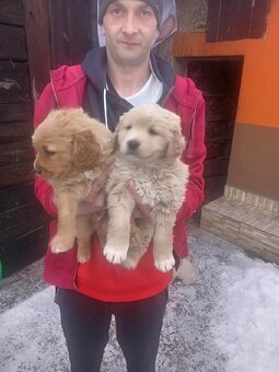 Labrador retrívr - 3