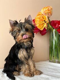 Yorkshire terrier - 3