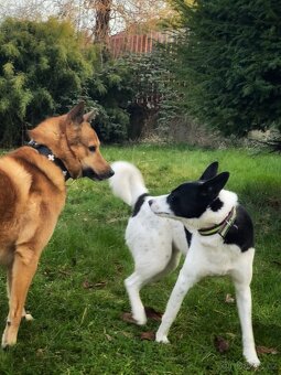 Kanaánský pes - štěňata s PP (Canaan dog) - 3