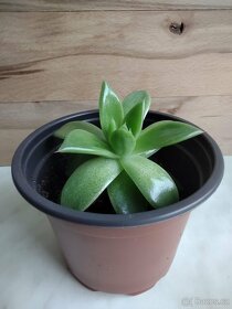 Echeveria agavoides miranda - 3