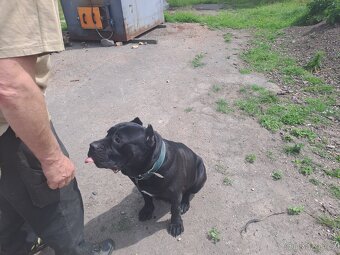 Štěňata cane corso - 3
