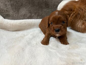 Cavapoo - 3