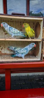 Alexandr malý, velky - 3