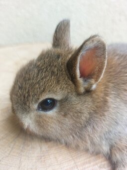 Zakrslý králík hladkosrstý - samička - 3