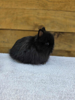 Zakrslí Teddy králíčci s PP - 3