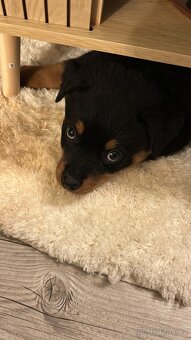 Štěně Rotvajlera - 3