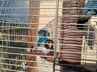 Agapornis škraboškový - 3