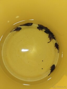 Ancistrusi 7-12 cm - 3