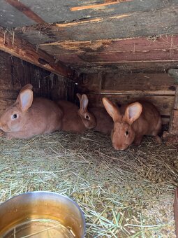 Prodam Králíky plemene Burgundský - 3