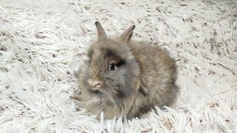 Zakrslý králík, králíček - HARRY - 3