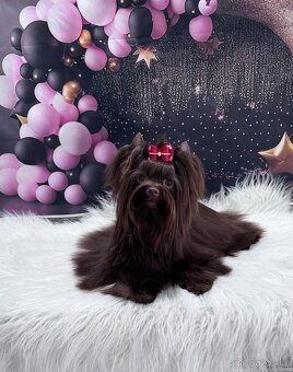 Choco yorkshire terrier ke krytí - 3