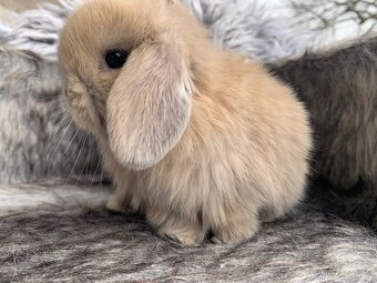 ❤️❤️Krásná Minilop holka králíček beránek ❤️ - 3