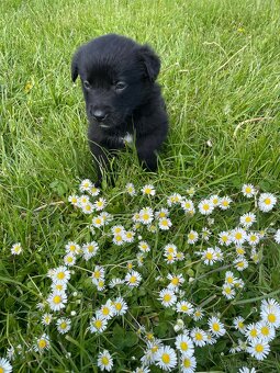 Border kolie x Labrador - 3