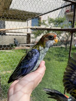 Rosela žlutohlavá 🦜 - 3