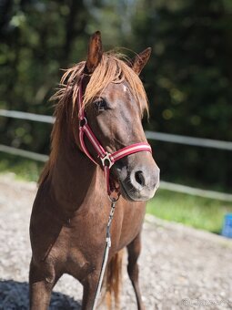 Welsh pony klisna - 3