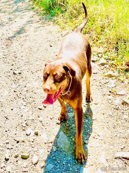 Louisiansky leopardí pes - šteniatka s PP - 3