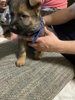 Štěňata Německý ovčák - 3