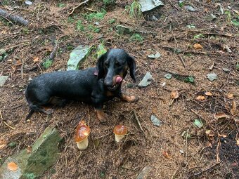 Jezevčík pálený věk 5 let papíry ano - 3