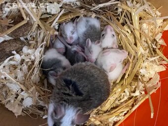 Mastomyši - Krysa malá - 3