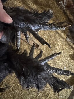 Hedvábníčky velké vousatá - 3