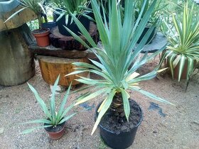 Yucca, juka recurvifolia mrazuvzdorná - 3