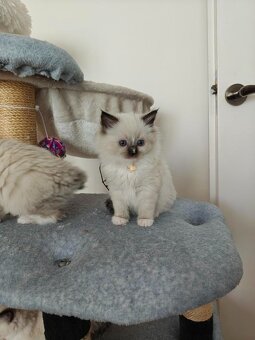 Ragdoll - 3