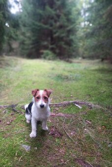Jack Russel teriér - 3
