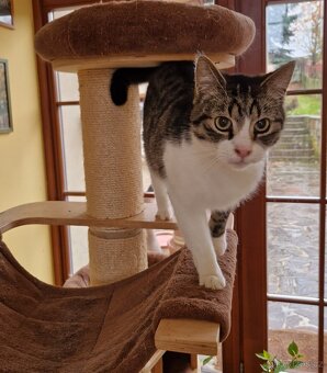 Kocourek Šimonek hledá domov - 3