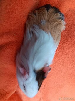 Morčata - samci - 3