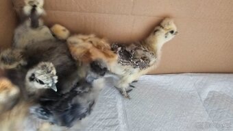 Kuřata hedvábniček - 3