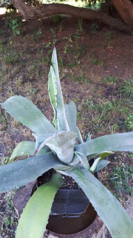 Agáve - 3
