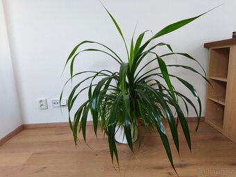 Pokojová rostlina Pandanus výška 1m - 3