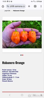 Sazenice chilli - 3