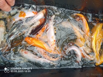 Koi - 3