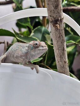Chameleon pardálí - 3