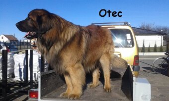 Leonberger pes na krytí - 3