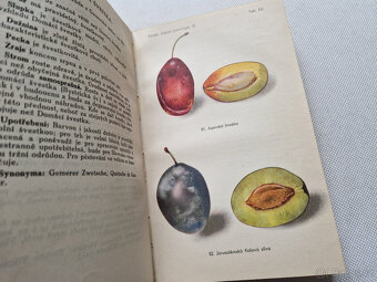 Švestky a slívy 1948 Vaněk - Čs. lidová pomologie díl III. - 3