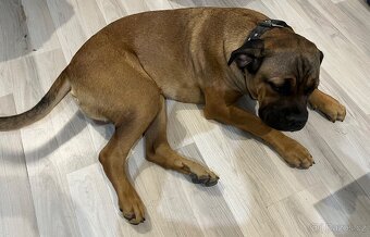 Cane corso štěně - 3