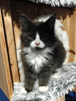 Mainská mývalí koťátka s PP - 3