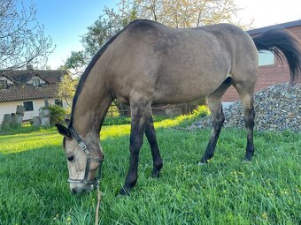 Klisna ČT - možnost výměny - 3