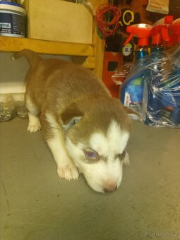 Sibiřský husky - 3