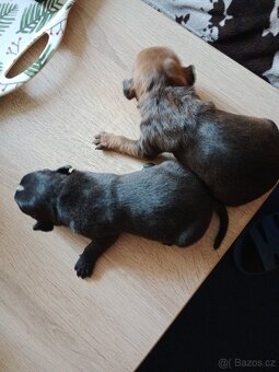 Štěňátka pitbulla bez PP - 3