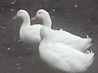 Kachna pekingská - 3