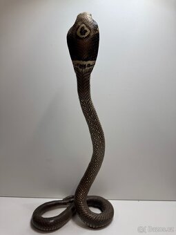 Starožitný preparát kobry - 3