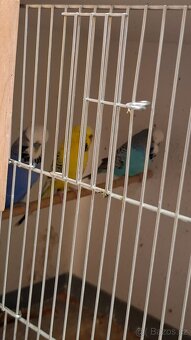 Andulka Vlnkovaná - 3