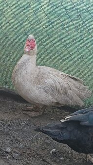 Kachny kohouti křepelky - 3