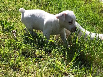 Jack Russell Teriér - 3