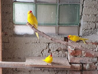 Kakariki rudočelý - 3